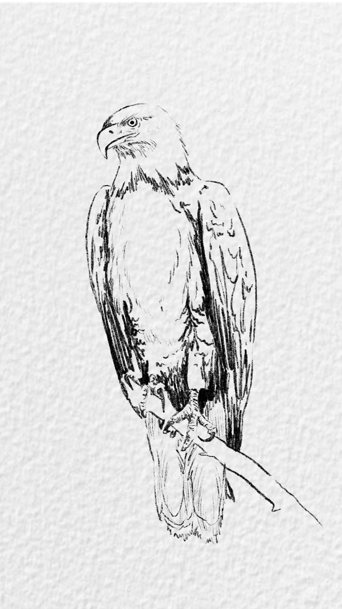 Dibujo Digital ✏️