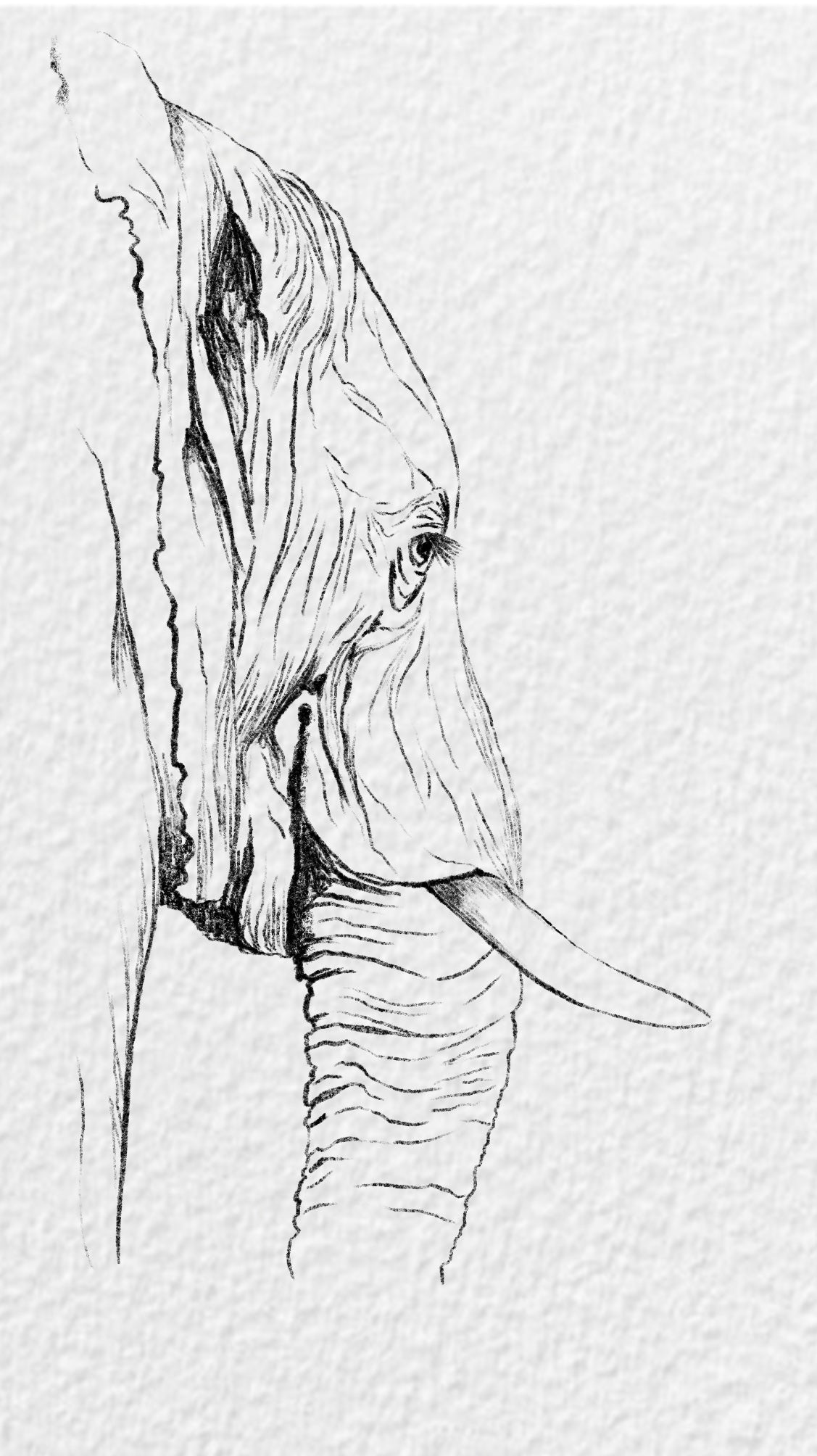 Dibujo Digital ✏️