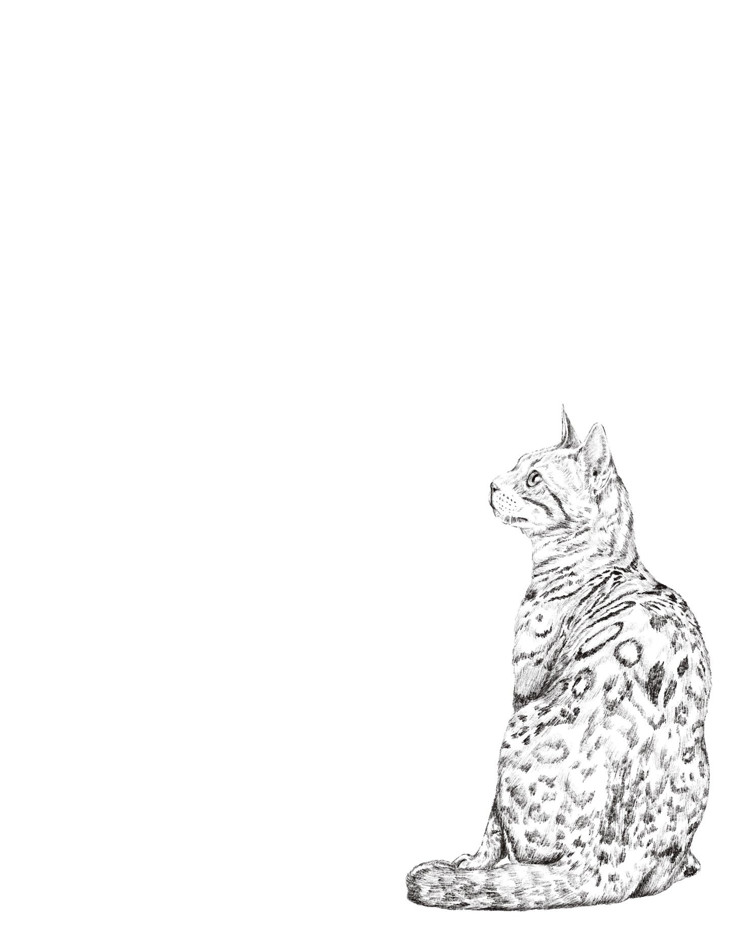 Dibujo Digital ✏️