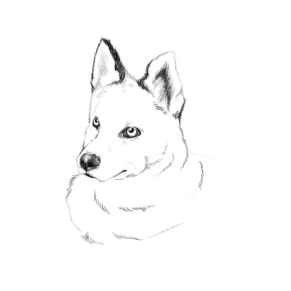 Dibujo Digital ✏️